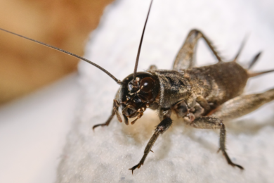 insect:9cfuj_skcta= cricket