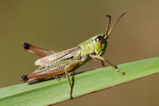 insect:9cfuj_skcta= cricket