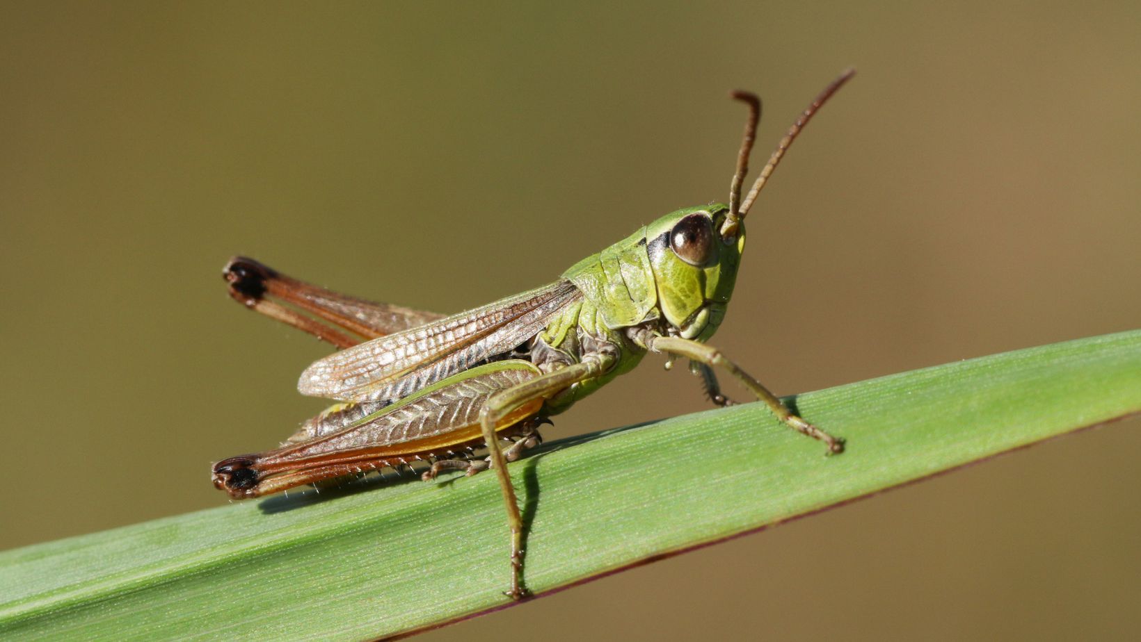 insect:9cfuj_skcta= cricket