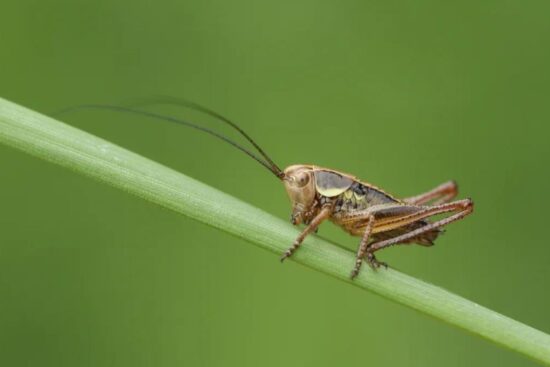 insect:9cfuj_skcta= cricket