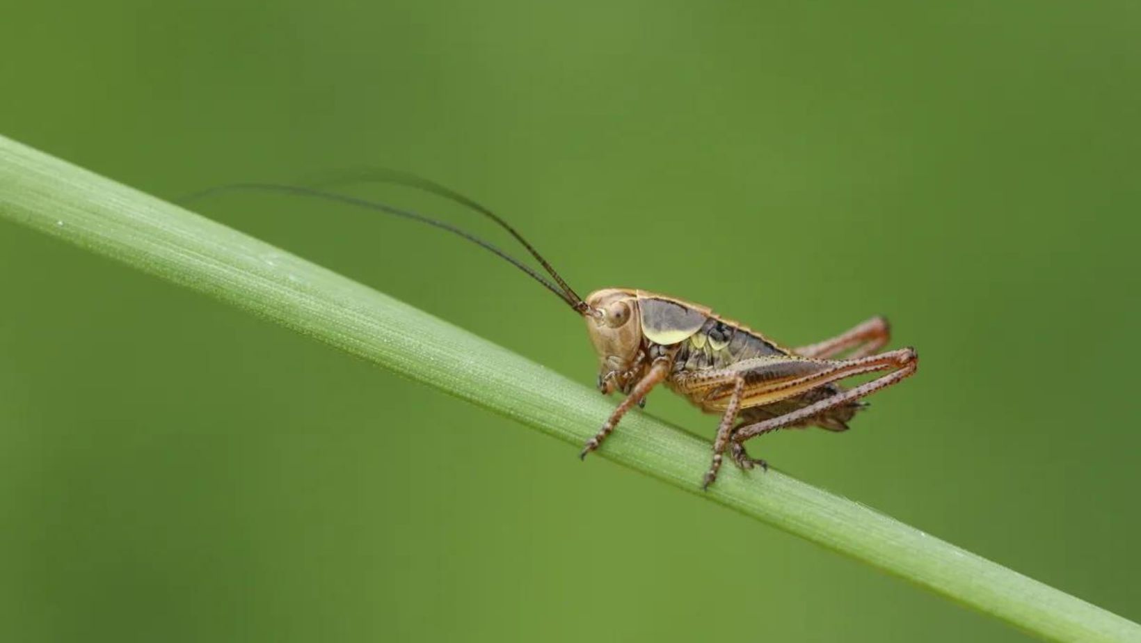 insect:9cfuj_skcta= cricket